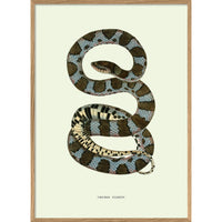 COLUBER EXIMIUS | 30x40cm | OAK FRAME